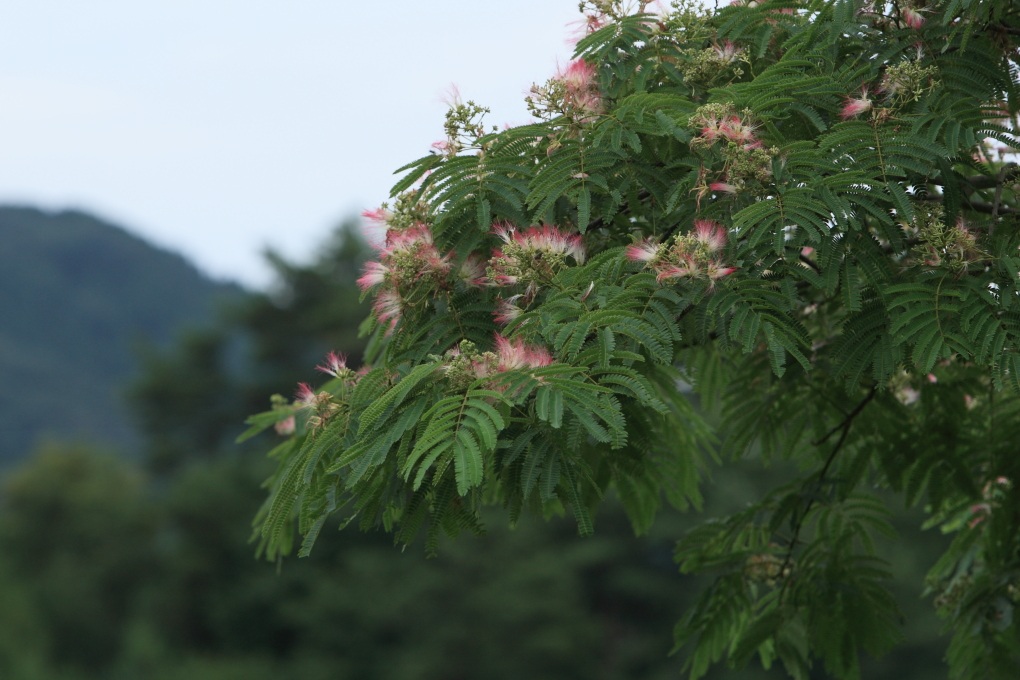 合歓の木　常陸太田市　２０１２・０７・１４_e0143883_5475876.jpg