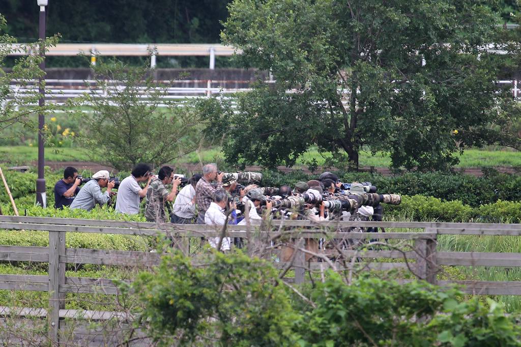 蓮カワセミ、お魚咥えて/ホオジロとヒルガオ/砲列_b0024798_1437410.jpg