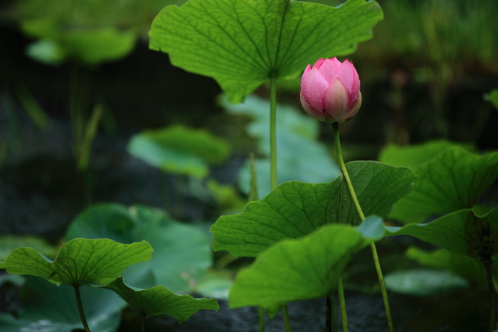 綻びる蓮華_e0135098_0243718.jpg
