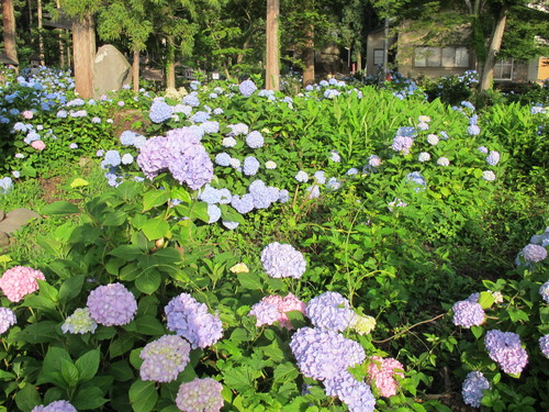 笹野観音堂の紫陽花は満開（５）_c0075701_20334042.jpg