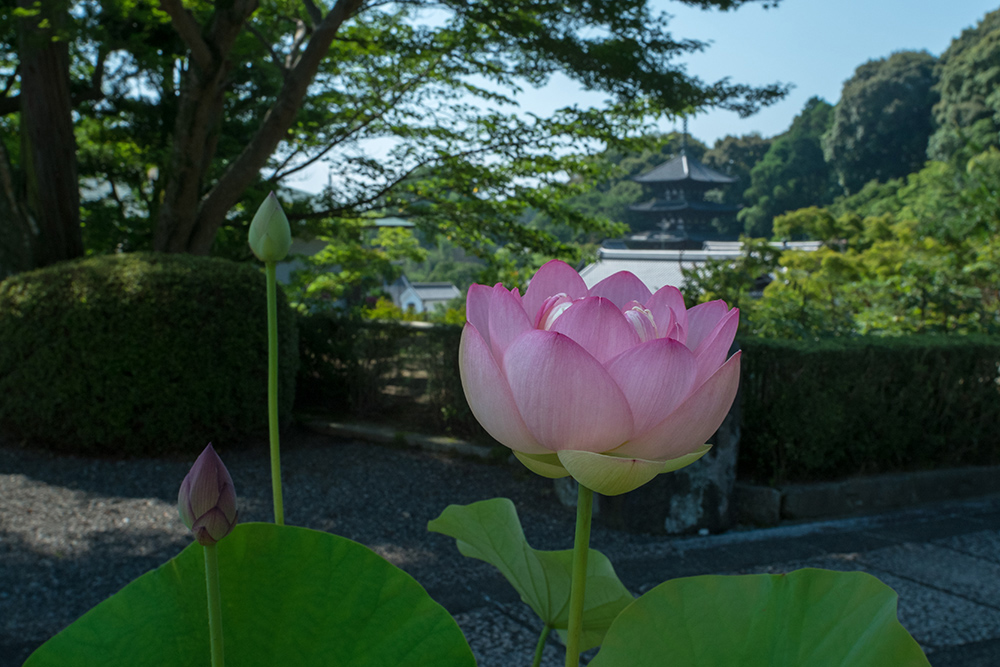 當麻寺奥院の夏(1)_b0221605_10334927.jpg