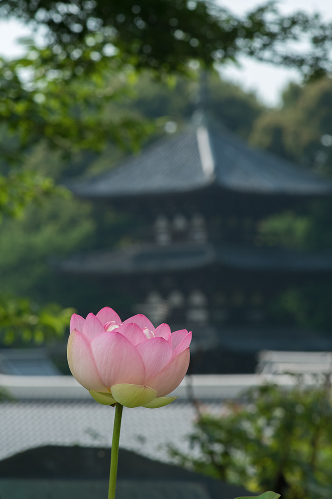 當麻寺奥院の夏(1)_b0221605_10363930.jpg