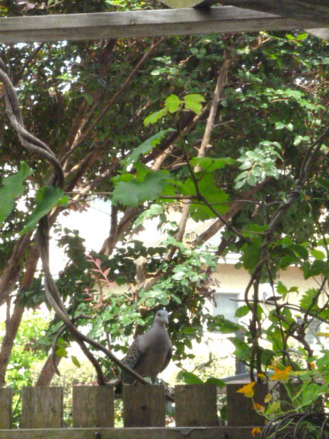 c0036418_16311036.jpg