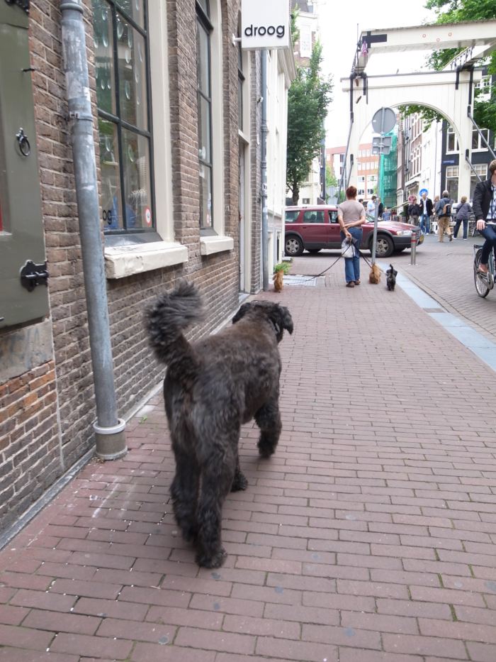 アムステルダムの犬とネコ_b0246322_1930236.jpg
