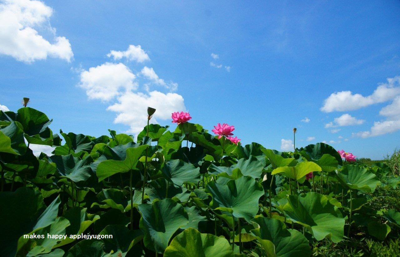 天上の花。_e0165434_20465115.jpg