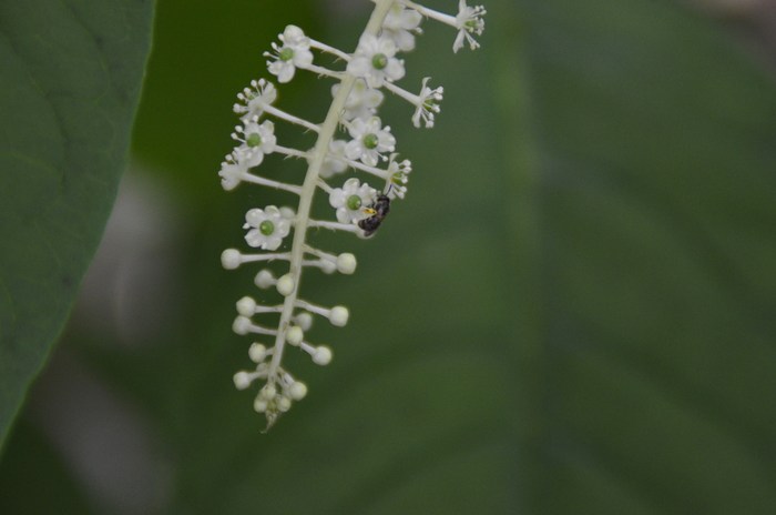 今日の花たち―38_c0202242_6385765.jpg