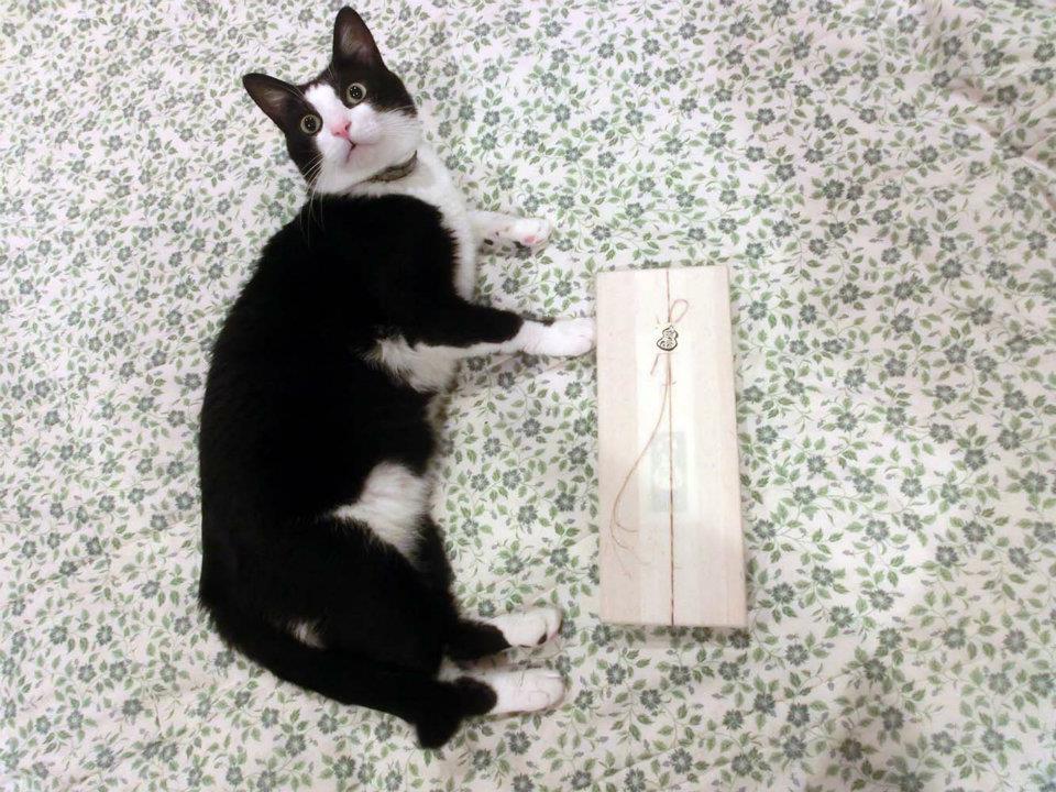 すっかり家猫の竹千代くん ゴマグリモナカ すっかり家猫の竹千代くん ゴマグリモナカ