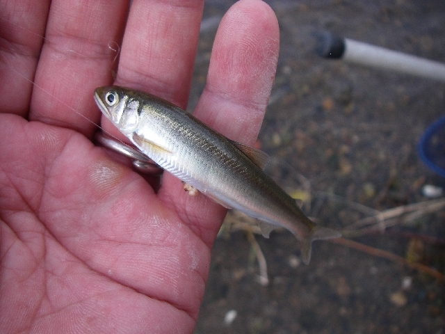 二日続けの釣り_a0074069_2344829.jpg