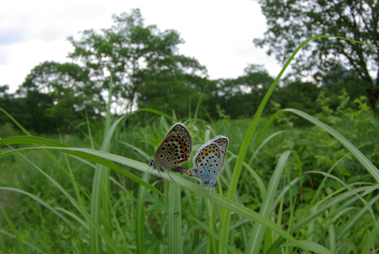 山のゼフたち_e0167571_1657417.jpg