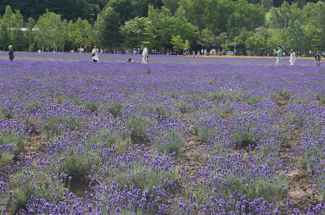 北海道　花の旅　４　十勝千年の森と冨田ファーム_e0181373_22131053.jpg