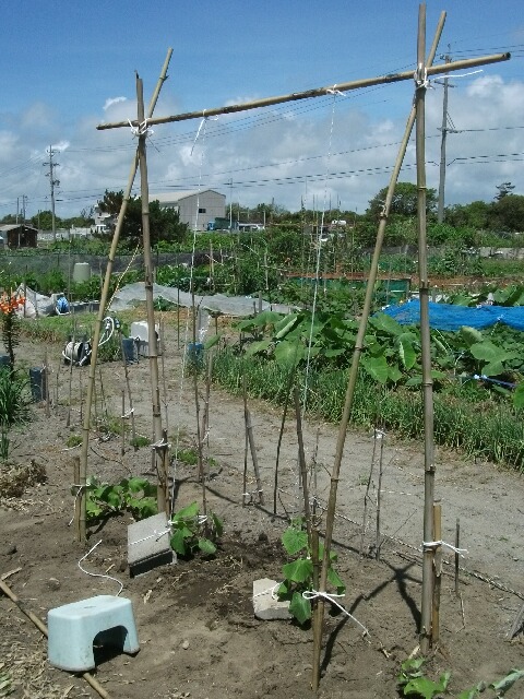 キュウリの吊り下げ栽培＠市民農園 _f0018078_19342595.jpg