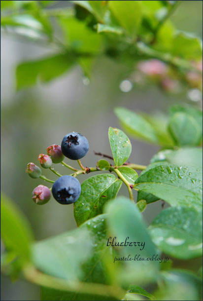 todays blueberry_d0260881_20441467.jpg