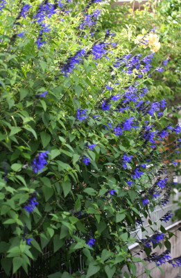 e0154682_2227762.jpg