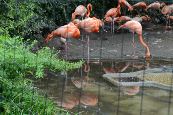 上野動物園_d0237095_11531256.jpg