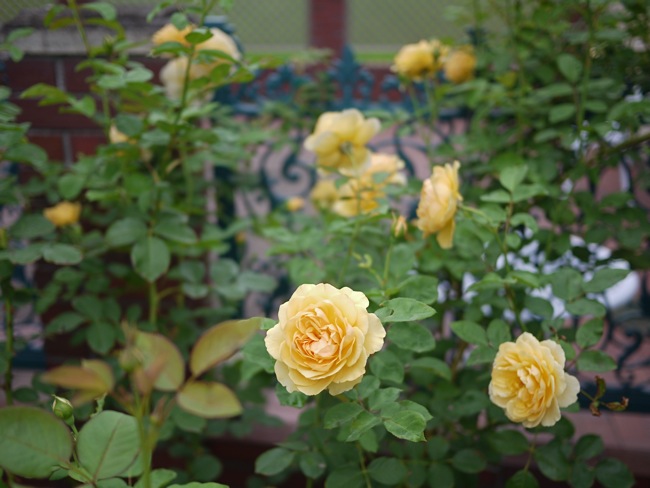e0163202_21262461.jpg