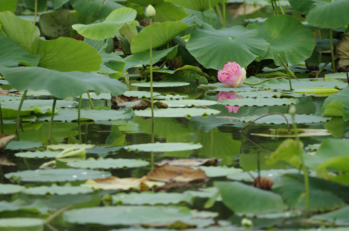 馬場花木園　蓮　１_b0151409_2248401.jpg