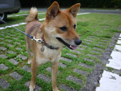 犬とお出かけ 名古屋編 Nutsbon