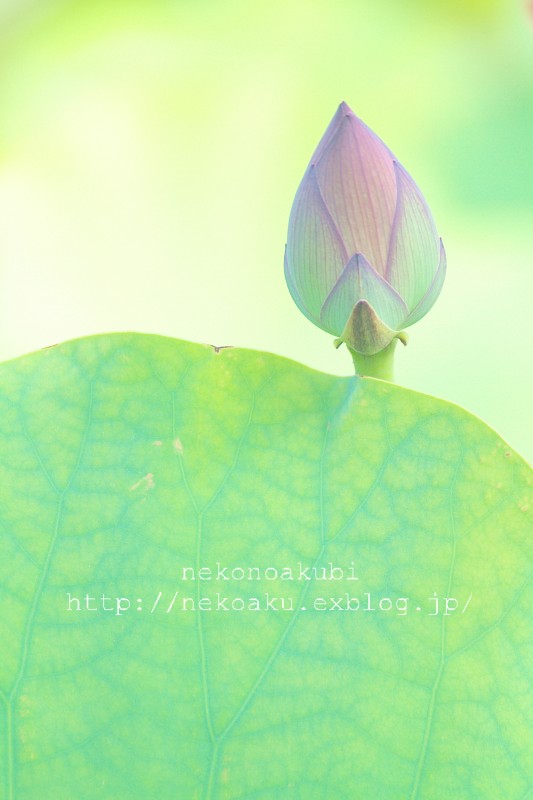 原始の花　2012_b0003512_1675827.jpg