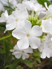 c0248013_22132420.jpg