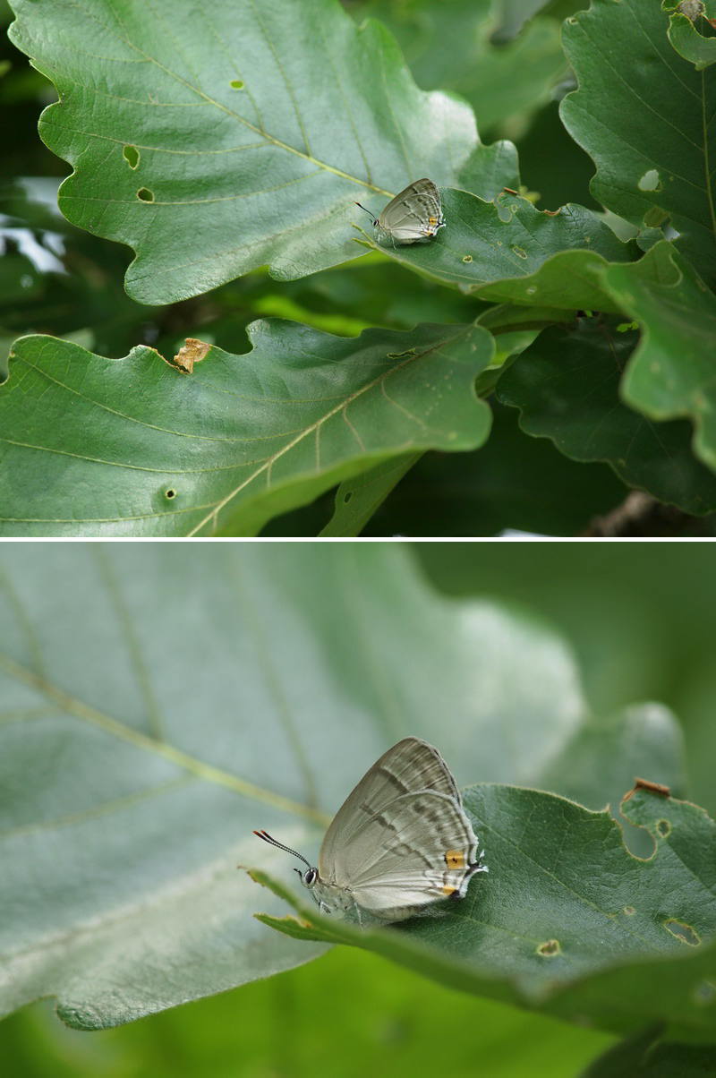 20120715 憧撮のチョウたち：ウラクロシジミなど_d0090322_0111672.jpg