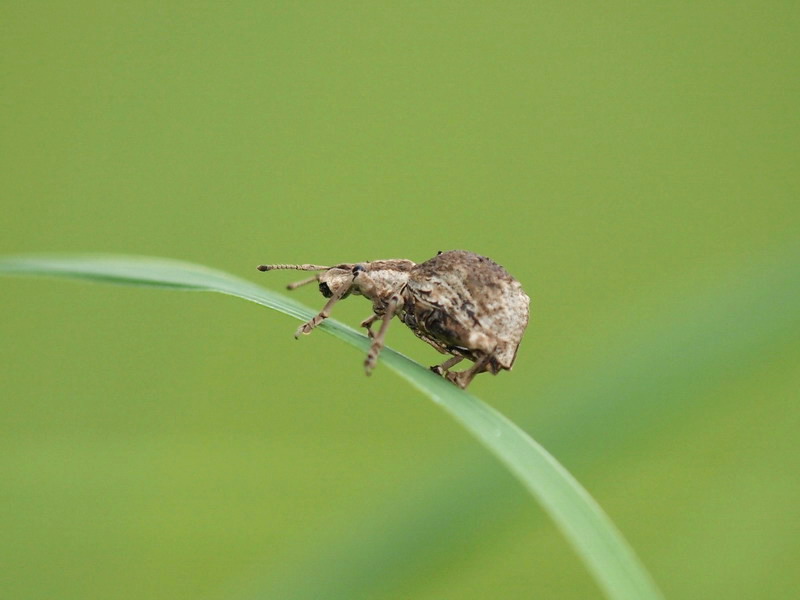 20120715 憧撮のチョウたち：ウラクロシジミなど_d0090322_0205051.jpg