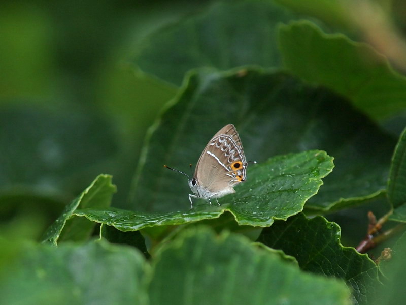 20120715 憧撮のチョウたち：ウラクロシジミなど_d0090322_07733.jpg