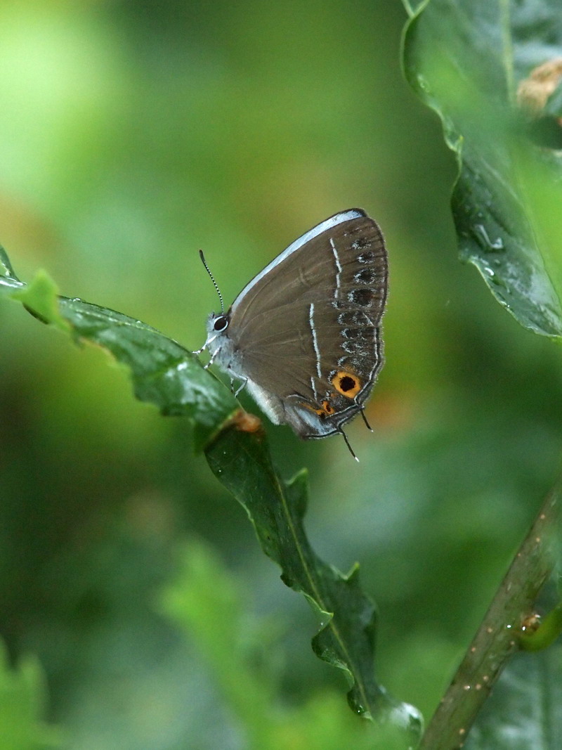 20120715 憧撮のチョウたち：ウラクロシジミなど_d0090322_2137827.jpg