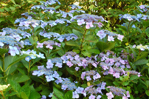 c0107129_4101279.jpg