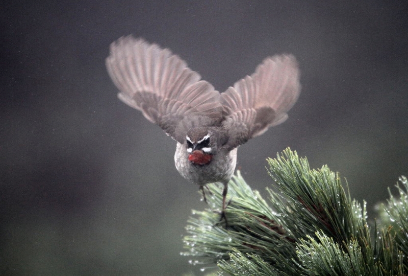 北海道の野鳥８－旭岳のノゴマ_f0206138_8574443.jpg