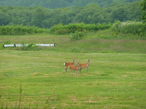 北海道ツーリング「鹿とホッキにカニ？編」_f0228539_18303694.jpg