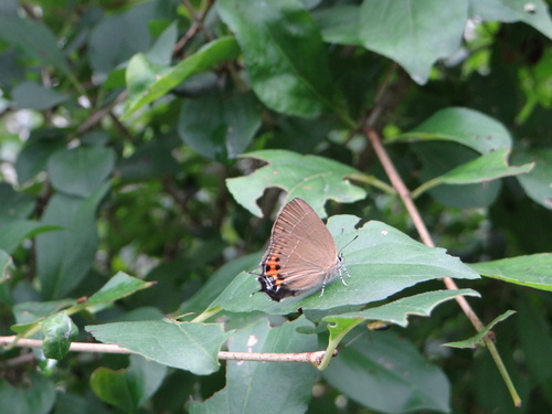 ミヤマカラスシジミ旅行編_d0254540_18202992.jpg