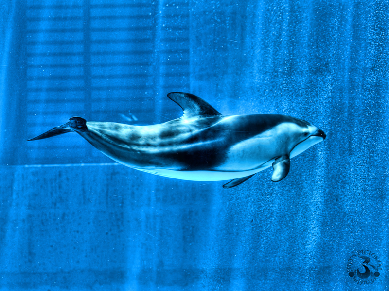 dolphin_b0135347_2325217.jpg