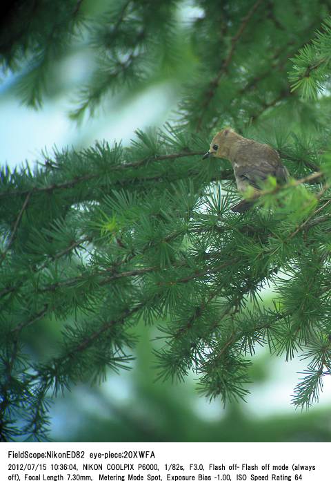 2012.7.15(2) 野辺山_c0062451_2142435.jpg