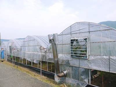 熊本ぶどう　社方園　その３_a0254656_19265466.jpg