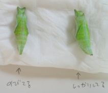 アゲハようちえん アオムシコバチに寄生された蛹とふつうの蛹 春巻雑記帳