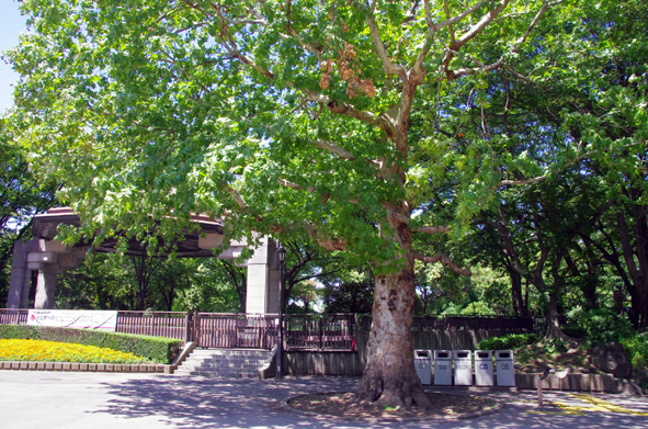 樹木　庭園樹公園樹 樹木庭園樹公園樹