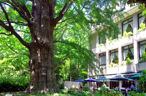 真夏の日比谷公園 秘められた樹木の歴史 : 森林インストラクターの