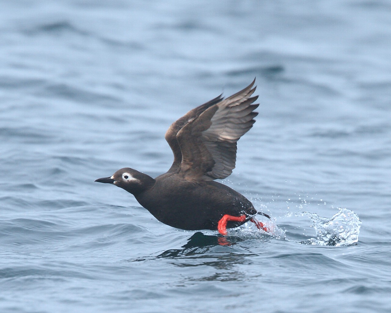 2012年夏、道東の野鳥たち(その10): 涼しげなケイマフリ_f0105570_21215749.jpg