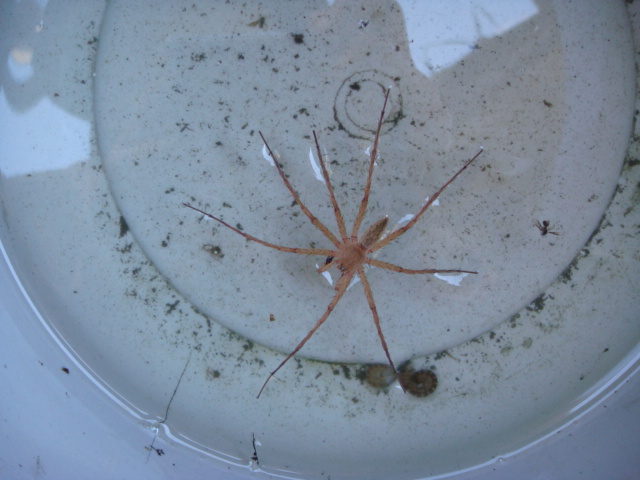 アシダカグモ アシダカ軍曹 秩父発 shizuの気まゝなブログ アシダカグモ アシダカ軍曹 秩父発 shizuの気まゝなブログ