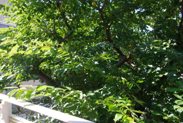 f0054677_814995.jpg