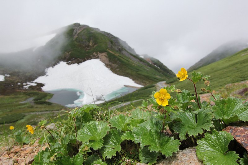 乗鞍岳の花　その3_f0000789_9395818.jpg