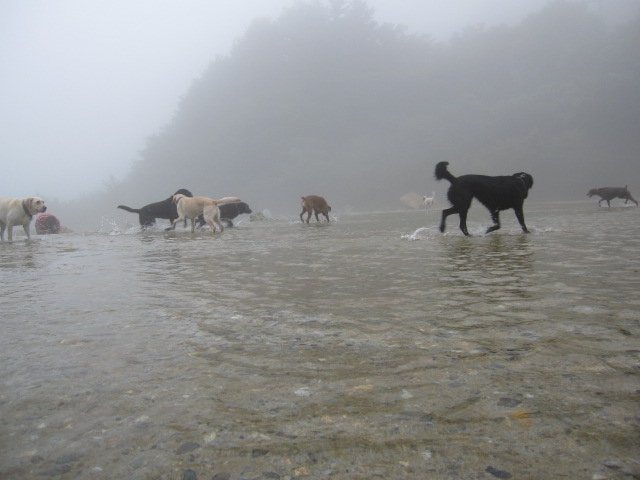 犬旅：秘境ツアー（あぁ~４WDでよかったぁ～）_b0249296_62215.jpg