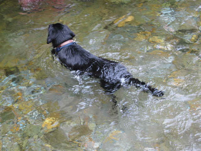 犬旅：秘境ツアー（あぁ~４WDでよかったぁ～）_b0249296_69551.jpg