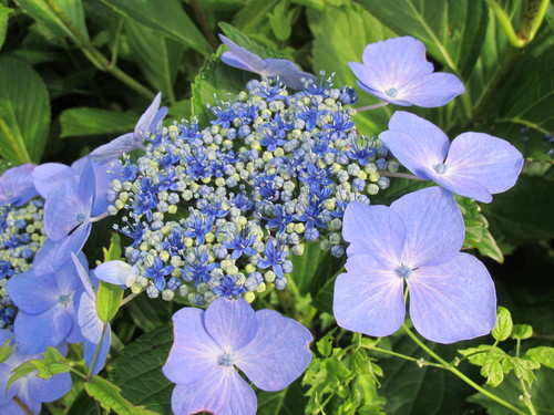 笹野観音堂の紫陽花は満開（１３）_c0075701_20134565.jpg