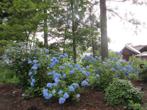 笹野観音堂の紫陽花は満開（２４）_c0075701_2252406.jpg