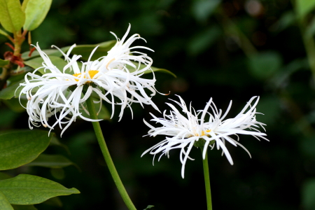 オールドコート開花・西岡公園　　2012・7・18（水）_f0041606_1353935.jpg