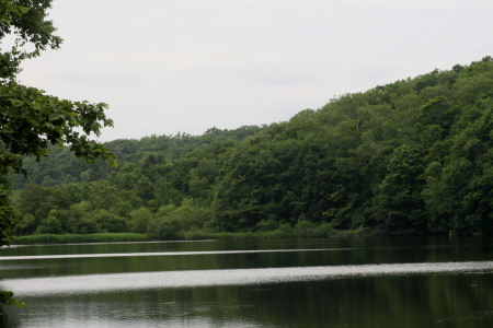 オールドコート開花・西岡公園　　2012・7・18（水）_f0041606_1363540.jpg