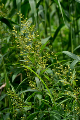 オールドコート開花・西岡公園　　2012・7・18（水）_f0041606_1375847.jpg