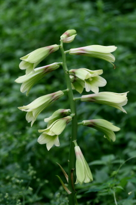 オールドコート開花・西岡公園　　2012・7・18（水）_f0041606_19463562.jpg