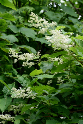 オールドコート開花・西岡公園　　2012・7・18（水）_f0041606_1954567.jpg